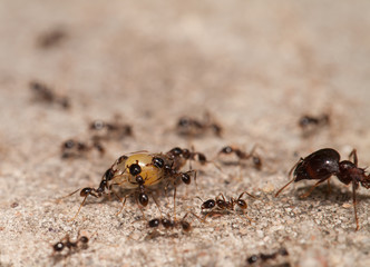  Big headed ant team work