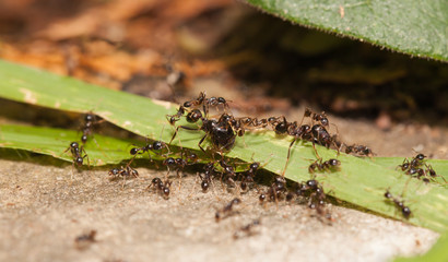  Big headed ant team work