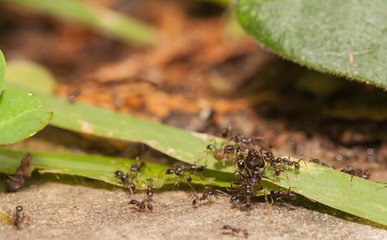  Big headed ant team work
