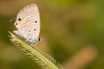 Plain cupid butterfly with flower