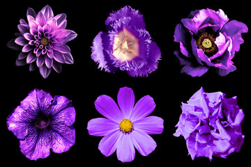 Mix collage of violet flowers 6 in 1 isolated on black