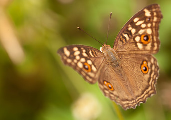 Lemon pansy butterfly collecting nectar from flower and insect pollinator in the nature