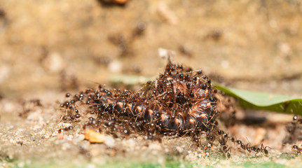  Big headed ant team work to move big worm