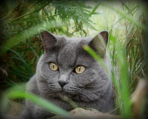BKH Katze im Gras