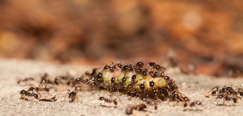  Big headed ant team work to move big worm
