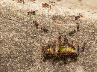  Big headed ant team work to move big worm