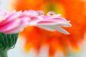 Gerbera, dew drops, close-up, macro.