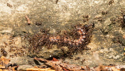  Big headed ant team work to move big worm