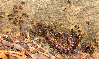  Big headed ant team work to move big worm