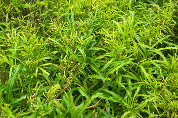 Green leaf background in the morning