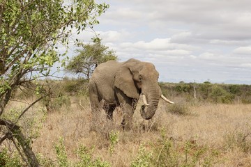 Fototapeta na wymiar Elefant 2