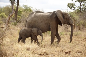 Elefanten Muttertier