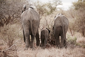 Elefanten Familie