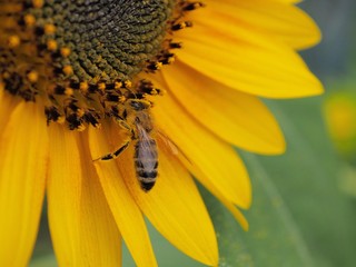 ヒマワリの蜜を吸う蜂