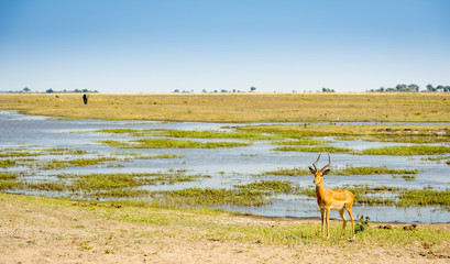 Impala on Chobe River Botswana