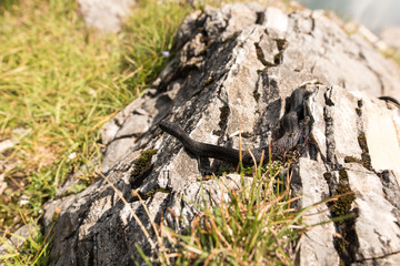 Wildlife of the Alps, a black Aspisviper