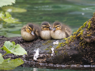 Enten küken © hufnasi