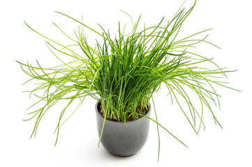 Schnittlauch im Blumentopf