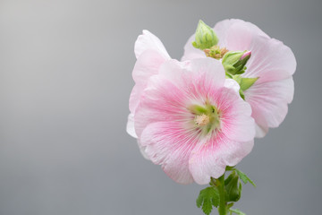 Pink flower nature background