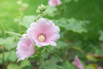 Pink flower nature background