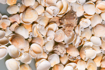 Scattered seashells and colored glass beads. Pearl Pearls in shells, memories of the holiday by the sea