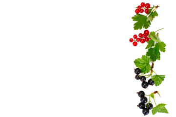 Fototapeta premium Red and Black Currants Isolated on White