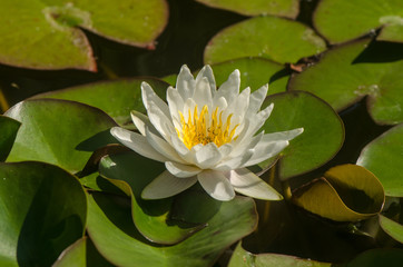 white flower Nymphaea