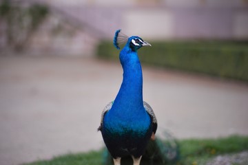 Portrait of the beautiful male peacock in the castle garden in the Prague, capitol of Czech Republic. Beautiful exotic colorful bird with long tail.