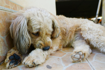 Cute stray dog lying by doorsteps