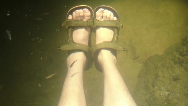 Livingston, Guatemala - May, 2016 - Legs and feet surrounded by doctor fish nibbling on dead skin.