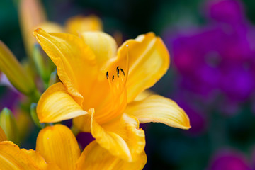 Garden daylily with selective focus