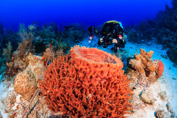 CCR Diver and Sponge