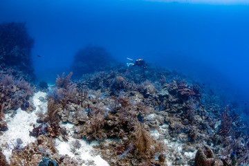 Fototapeta na wymiar Closed Circuit Rebreather Diver on a Coral Reef Wall