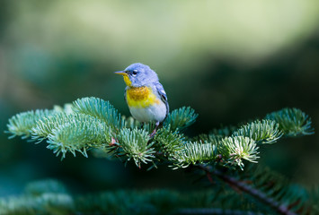 A small warbler of the upper canopy, the Northern Parula can be found in boreal forests of Quebec. It nests in Canada in June and July and after returns south to spend the winter.