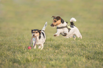 Fiegender Jack Russell im Spiel