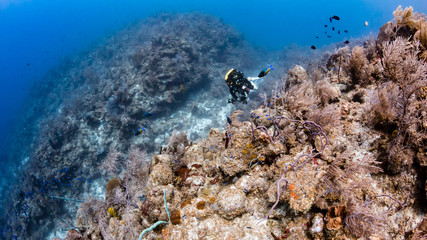 Closed Circuit Rebreather Diver on a Coral Reef Wall