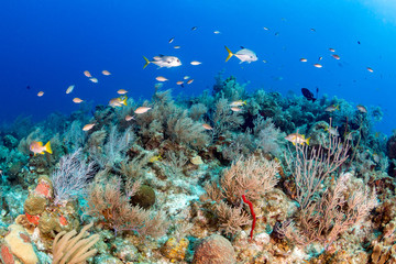 Fototapeta na wymiar Fish on a Coral Reef