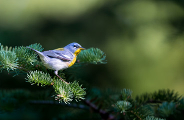 A small warbler of the upper canopy, the Northern Parula can be found in boreal forests of Quebec. It nests in Canada in June and July and after returns south to spend the winter.