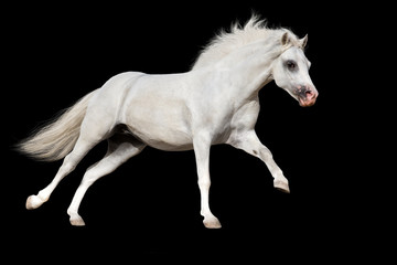 Fototapeta na wymiar White welsh pony run gallop isolated on black background