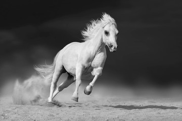 White welsh pony stallion with long mane run gallop in desert dust