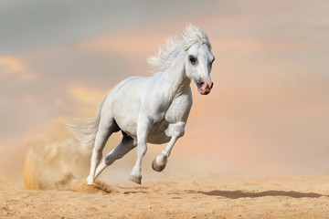 Fototapeta na wymiar White welsh pony stallion with long mane run gallop in desert dust
