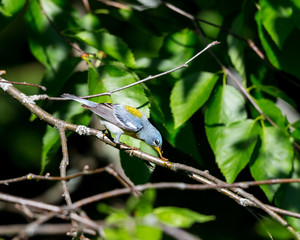 A small warbler of the upper canopy, the Northern Parula can be found in boreal forests of Quebec. It nests in Canada in June and July and after returns south to spend the winter.