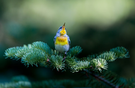 A small warbler of the upper canopy, the Northern Parula can be found in boreal forests of Quebec. It nests in Canada in June and July and after returns south to spend the winter.