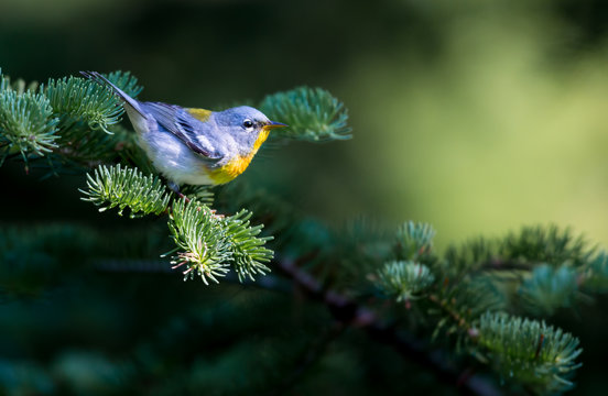 A small warbler of the upper canopy, the Northern Parula can be found in boreal forests of Quebec. It nests in Canada in June and July and after returns south to spend the winter.