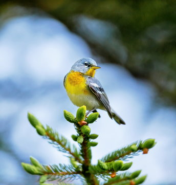 A small warbler of the upper canopy, the Northern Parula can be found in boreal forests of Quebec. It nests in Canada in June and July and after returns south to spend the winter.