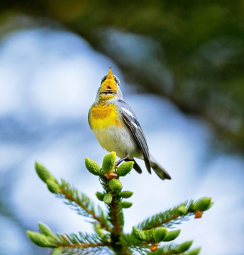 A small warbler of the upper canopy, the Northern Parula can be found in boreal forests of Quebec. It nests in Canada in June and July and after returns south to spend the winter.
