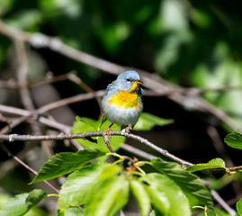 A small warbler of the upper canopy, the Northern Parula can be found in boreal forests of Quebec. It nests in Canada in June and July and after returns south to spend the winter.