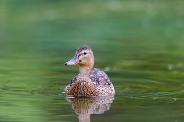 Female mallard swimming in a lake in northern Quebec, Canada.