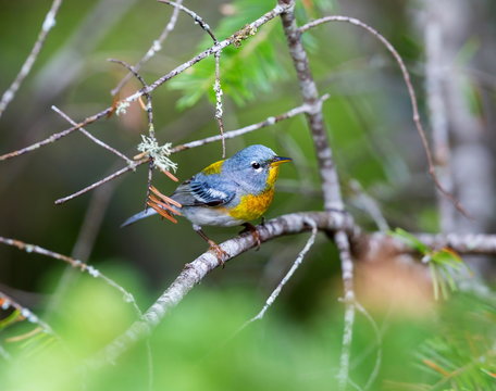 A small warbler of the upper canopy, the Northern Parula can be found in boreal forests of Quebec. It nests in Canada in June and July and after returns south to spend the winter.