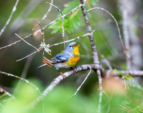 A small warbler of the upper canopy, the Northern Parula can be found in boreal forests of Quebec. It nests in Canada in June and July and after returns south to spend the winter.